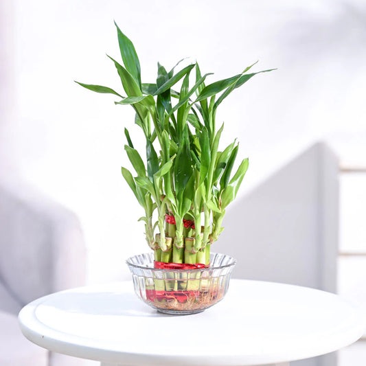 Bamboo Lucky Plant – 2 Layer