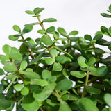 Personalised Mini Jade Plant With Logo