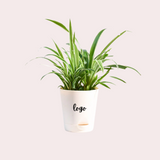 Pet Friendly Chlorophytum Spider Plant Customized With Logo