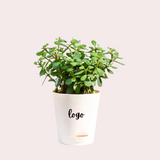 Personalized Jade Plant Customized With Logo