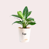 Personalised Indoor Lily Plant with Pot
