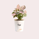 Personalised Syngonium Pink Plant