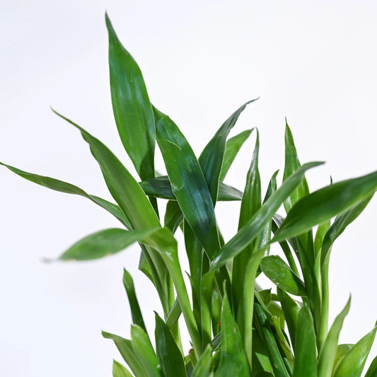 Bamboo Lucky Plant – 2 Layer