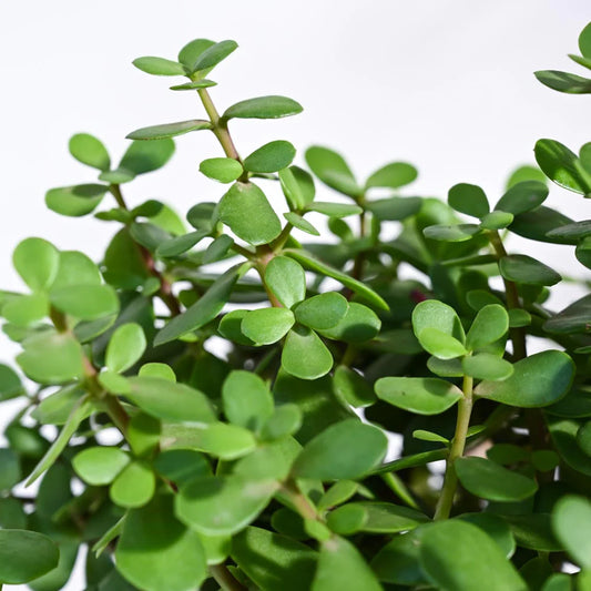 Personalised Mini Jade Plant With Logo