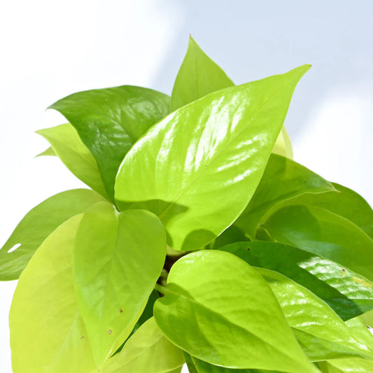 Indoor Money Plant Golden Customized with Logo