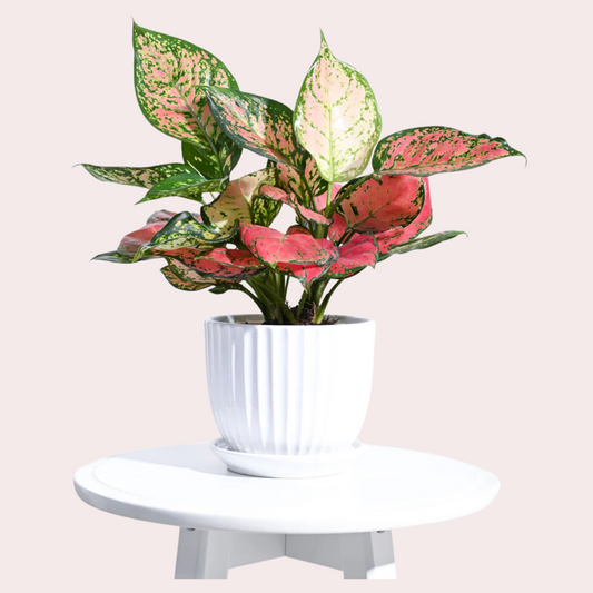 Botanical Bliss Ceramic Pot Plant