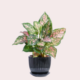 Green & Glowing Plant