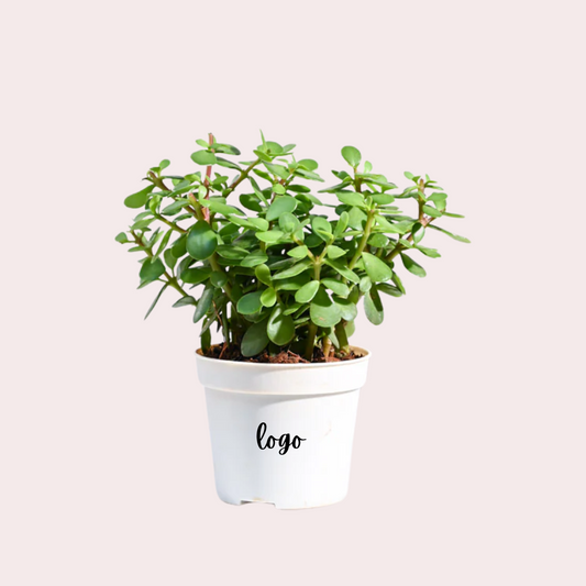 Personalised Mini Jade Plant With Logo