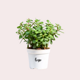 Personalised Mini Jade Plant With Logo