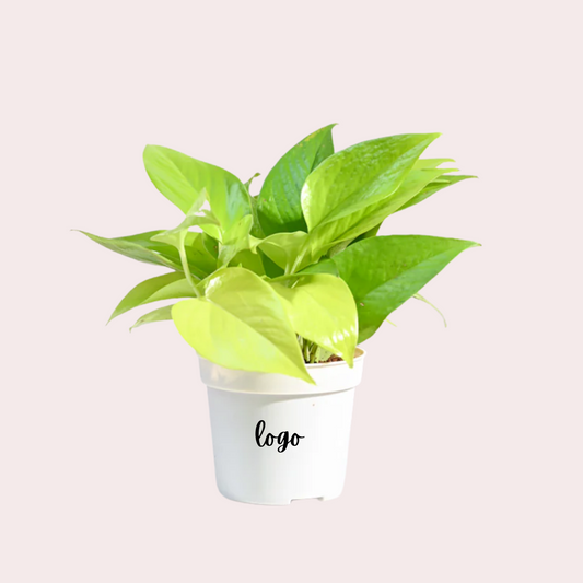 Indoor Money Plant Golden Customized with Logo
