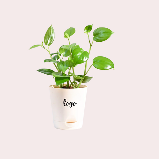 Personalised Peperomia Green Plant