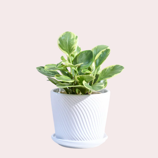 Peperomia Variegated Low Maintenance Plant