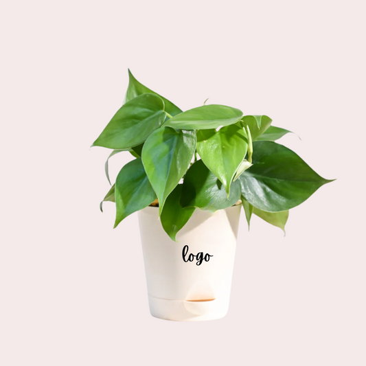 Philodendron Oxycardium Green Plant With Customized Logo