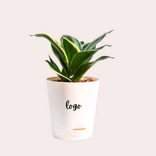 Personalized Snake Plant Golden Hahnii