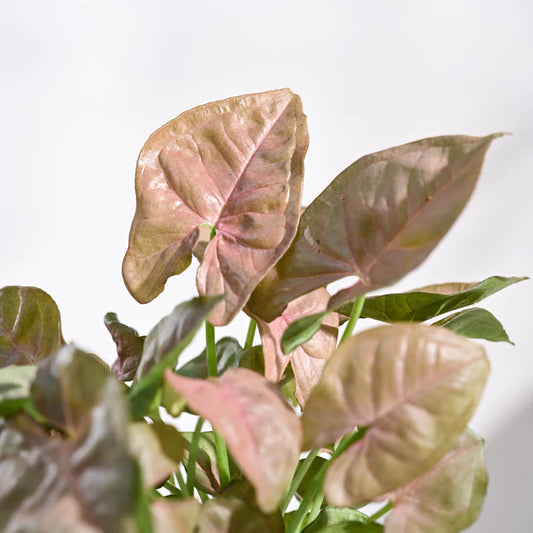 Personalised Syngonium Pink Plant