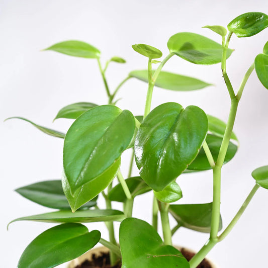 Personalised Peperomia Green Plant