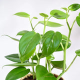Personalised Peperomia Green Plant