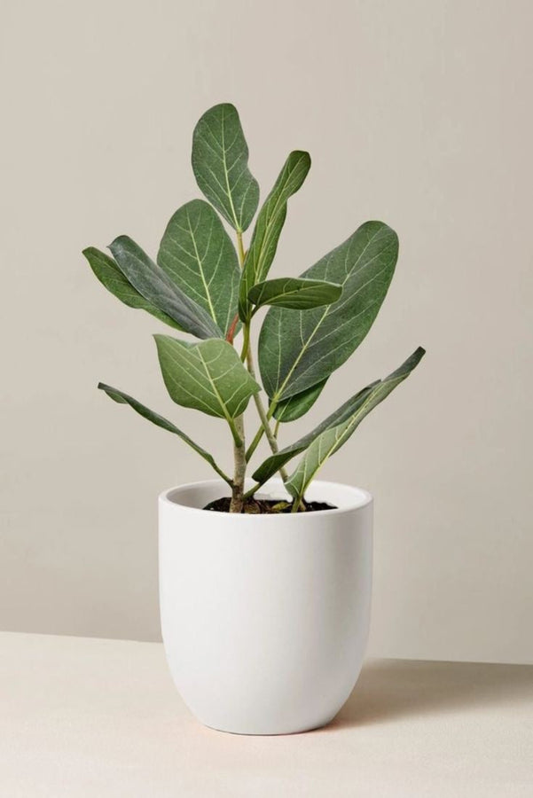 Planters