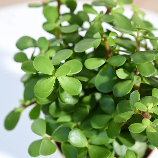 Personalized Jade Plant Customized With Logo
