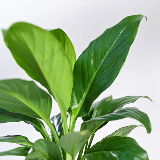 Personalised Indoor Lily Plant with Pot